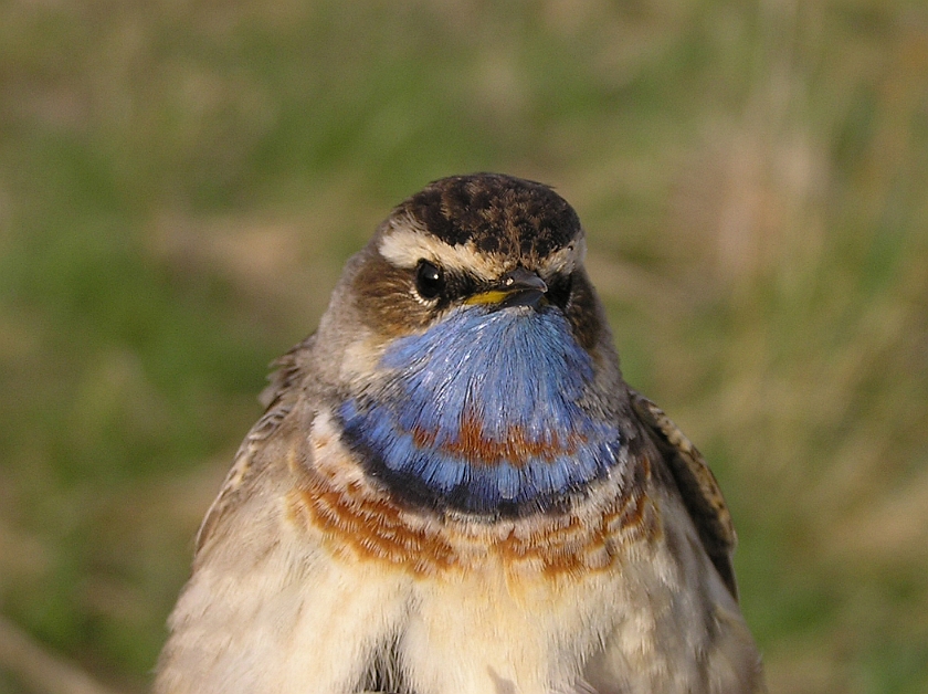 Bluethroat, Sundre 20050512